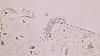 Nikon Plan Fluor ELWD 40X/0.60 Ph2 DM /0-2 WD DIC M Microscope Objective #2165